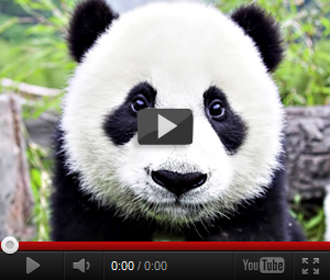 Видео про панду для детей