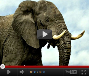 Видео про слона для детей