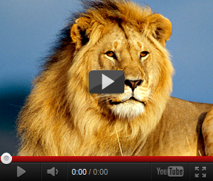 Видео про льва детей